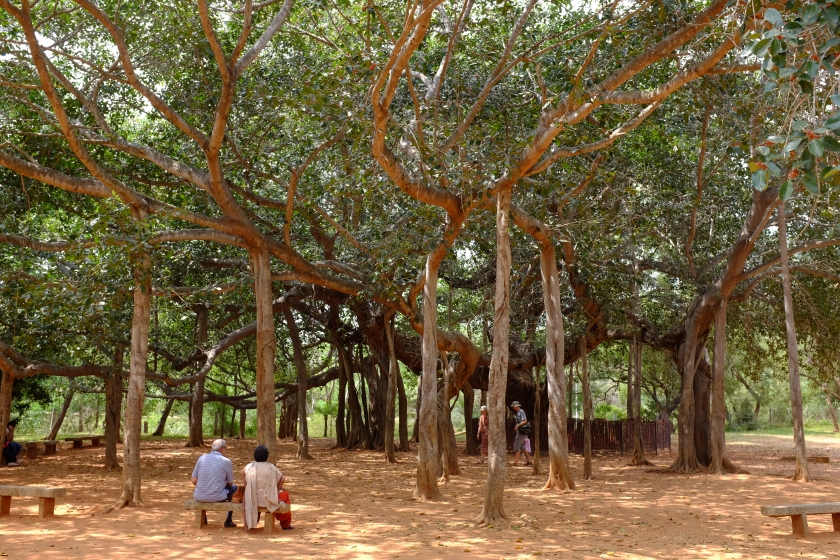 Banyan Tree at the heart of Auroville in the grounds to the Matrimandir