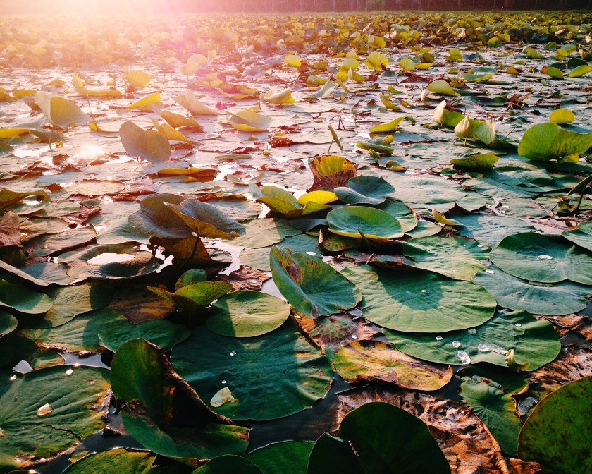 Lotus flowers almost ready to bloom