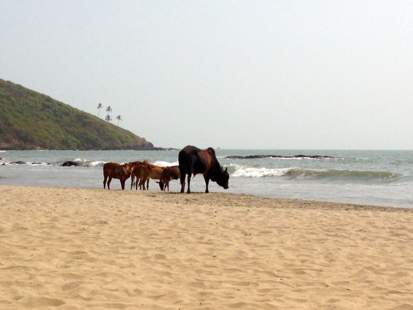 Cows On The Beach!